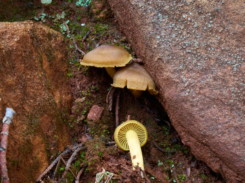 Cortinarius sp. 'PNW92' · November 2025 · photo: © thehyphaemovement (iNaturalist, cc-by-nc)