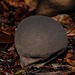 Lycoperdon molle - Photo (c) Leslie Flint, alguns direitos reservados (CC BY-NC), enviado por Leslie Flint