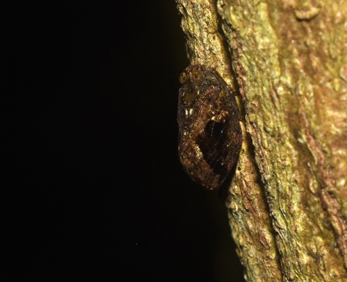 Cotylana angustifrons, 2025-10-09