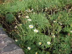 Argyranthemum frutescens
