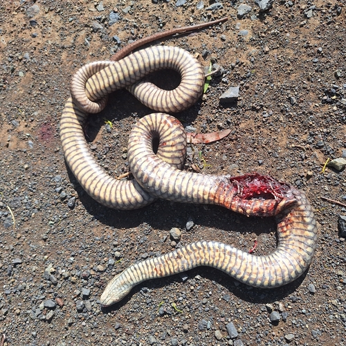 Eastern Brown Snake sighting