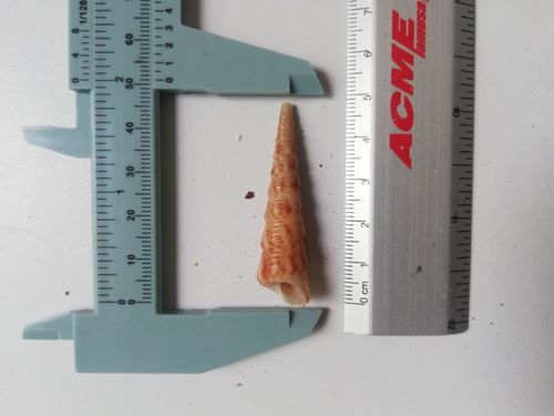 White-mouth Turritella
