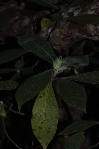 Psychotria rubefacta