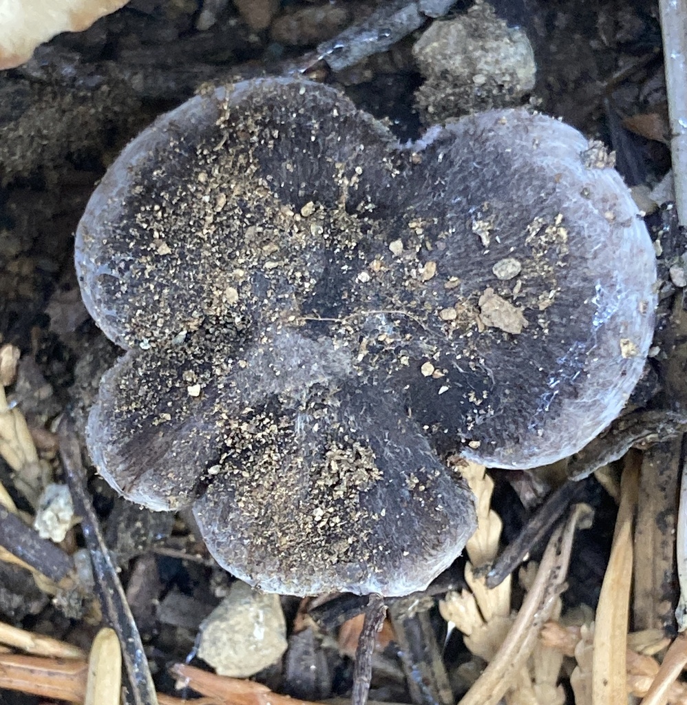 Tricholoma griseoviolaceum