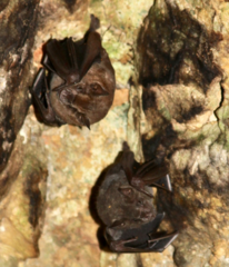 Yangochiroptera
