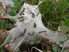 Eriogaster arbusculae