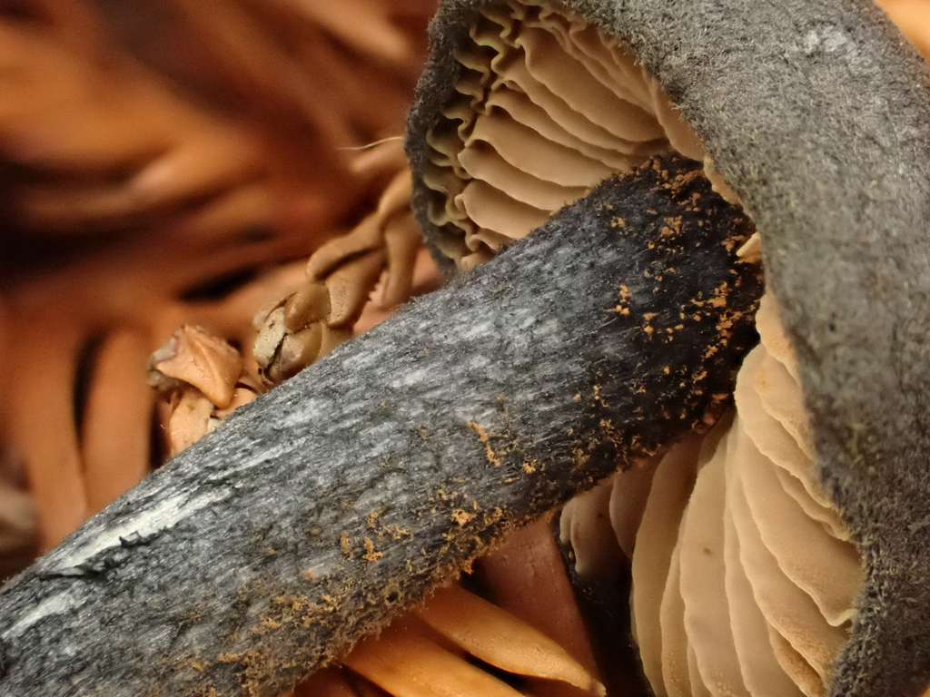 Entoloma subcarneum