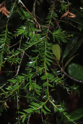 Falcatifolium taxoides observed 2025-11-07