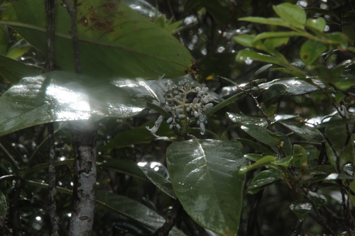 Psychotria observed 2025-11-07
