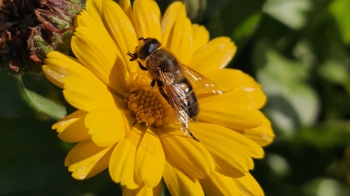 Unknown species found near Sequim, WA 98382, USA