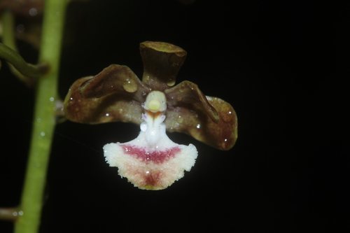 Dendrobium virotii