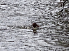 Mergus merganser