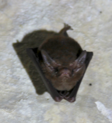 Yangochiroptera