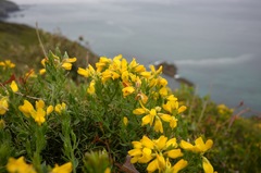 Genista hispanica