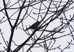 Turdus iliacus