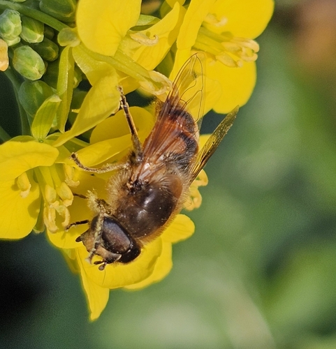 Unknown species found near Sequim, WA 98382, USA