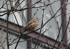 Turdus viscivorus