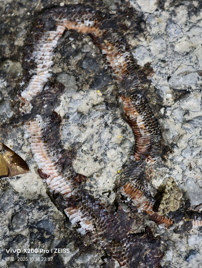 Yunnan Reed Snake in October 2025 by 遊星 · iNaturalist