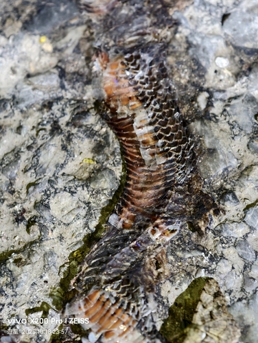 Photo of a Yunnan Reed Snake (Calamaria yunnanensis)