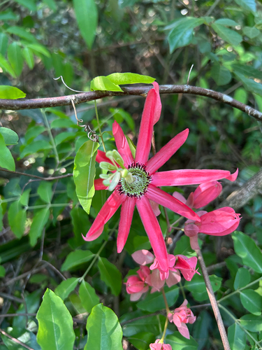Passiflora racemosa observed 2025-11-11