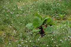 Bergenia crassifolia