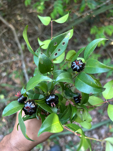 Eugenia sulcata, 2025-11-11