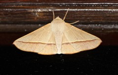 Oenochroma orthodesma