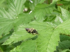 Laphria sacrator