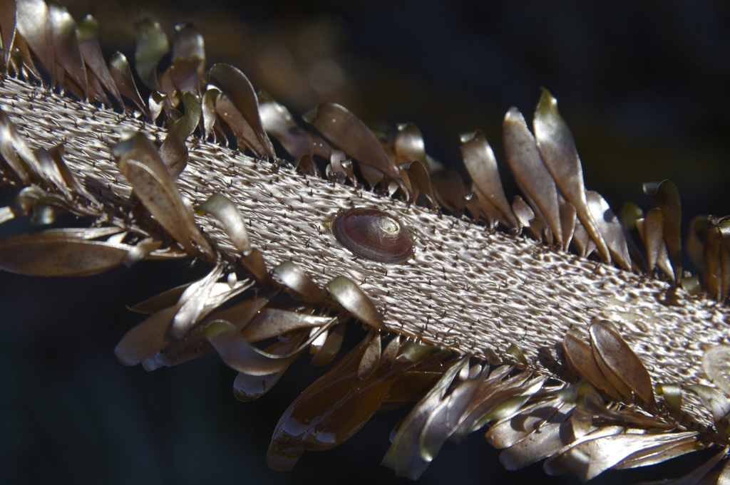 seaweed limpet