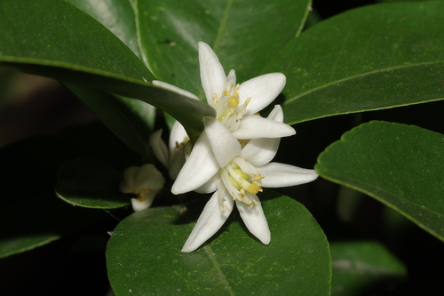 Citrus reticulata