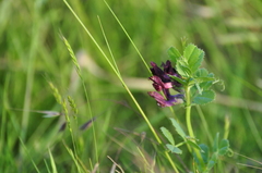 Vicia serratifolia