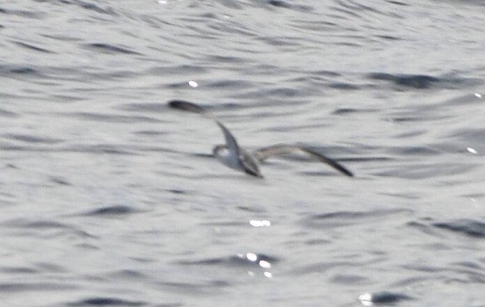 Barolo Shearwater (Puffinus baroli), photo 3