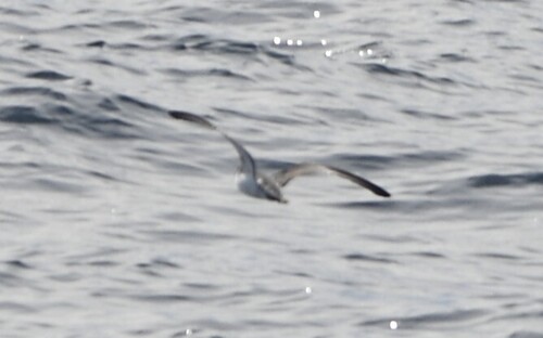 Barolo Shearwater (Puffinus baroli), photo 4