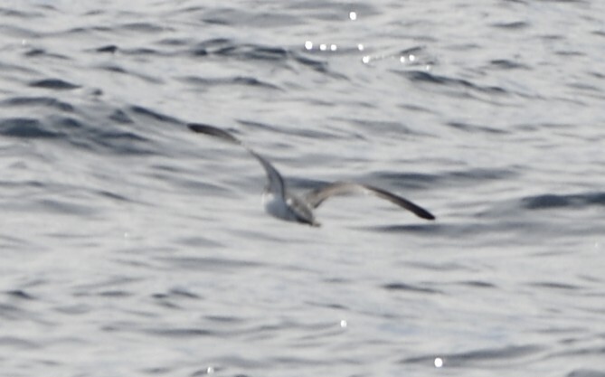 Barolo Shearwater (Puffinus baroli), photo 4