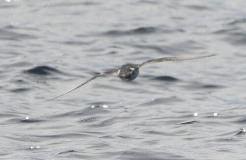 Barolo Shearwater (Puffinus baroli), photo 10