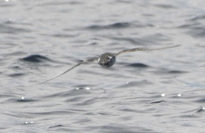 Barolo Shearwater (Puffinus baroli), photo 10