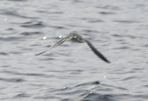 Barolo Shearwater (Puffinus baroli), photo 9
