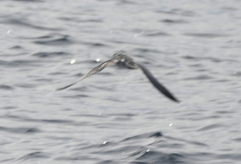 Barolo Shearwater (Puffinus baroli), photo 9
