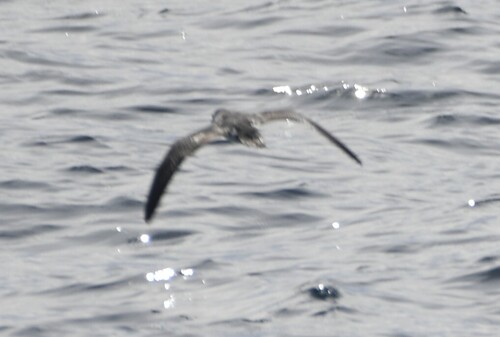 Barolo Shearwater (Puffinus baroli), photo 8