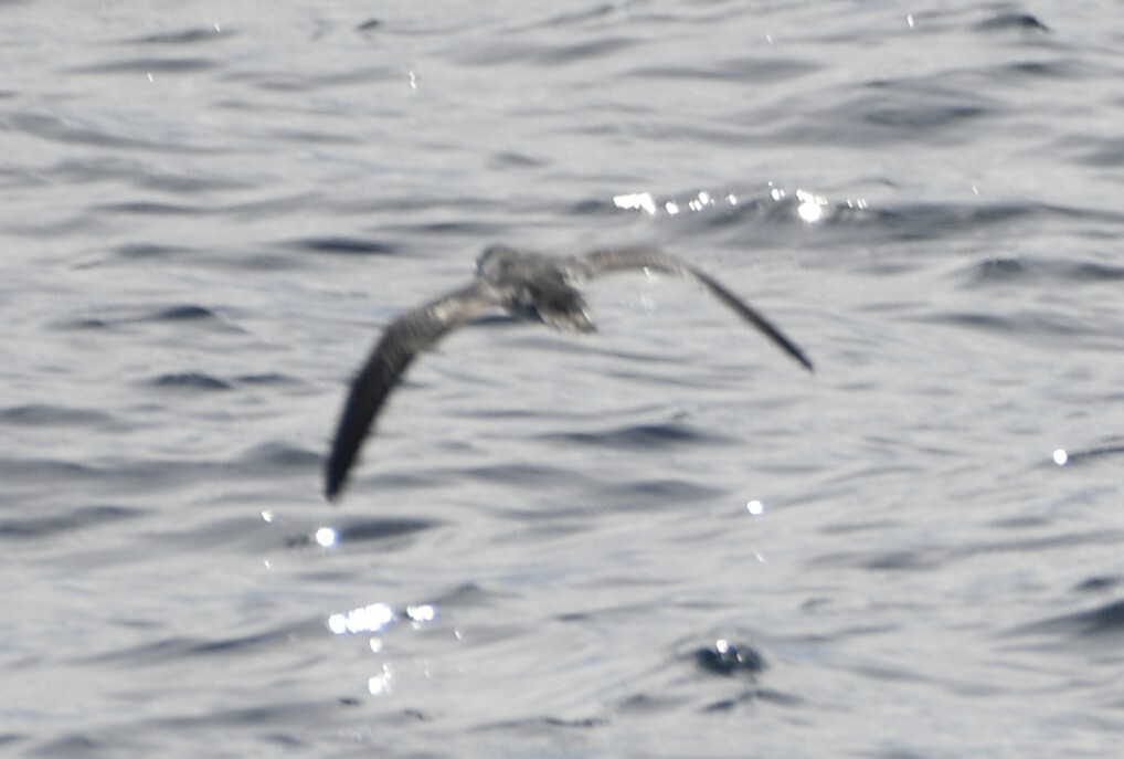 Barolo Shearwater (Puffinus baroli), photo 8