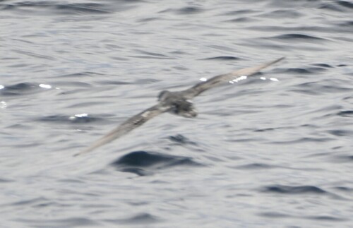 Barolo Shearwater (Puffinus baroli), photo 7