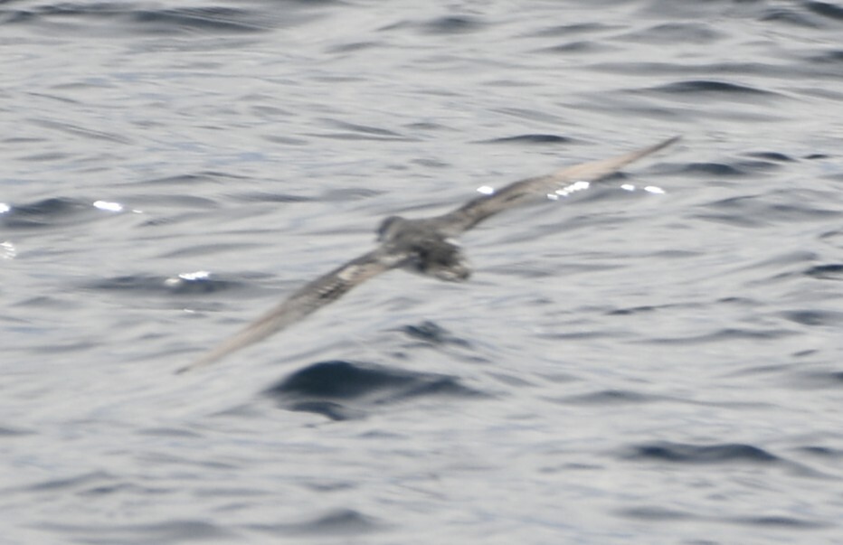 Barolo Shearwater (Puffinus baroli), photo 7