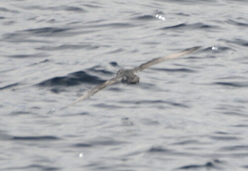 Barolo Shearwater (Puffinus baroli), photo 6