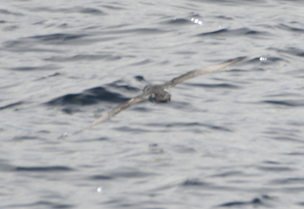 Barolo Shearwater (Puffinus baroli), photo 6
