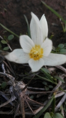 Crocus ochroleucus