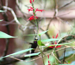 Lampornis amethystinus