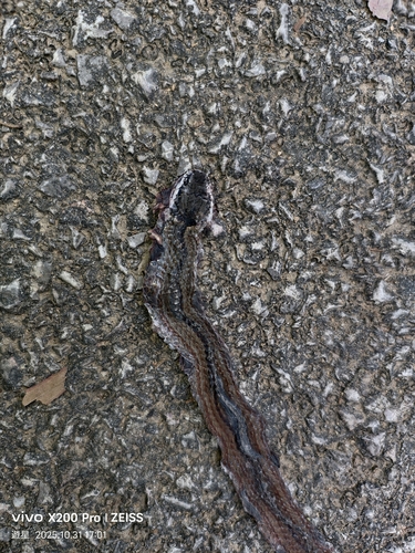 Sibynophis grahami