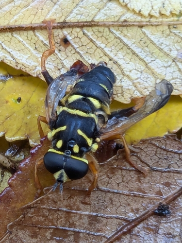 Unknown species found near Madisonville, TN 37354, USA