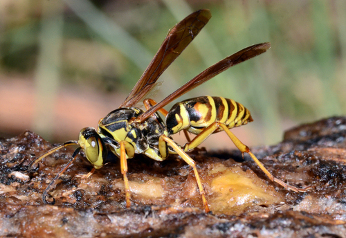 Observations by randysnaturalworld · iNaturalist