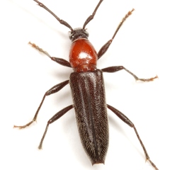 Stenosphenus dolosus